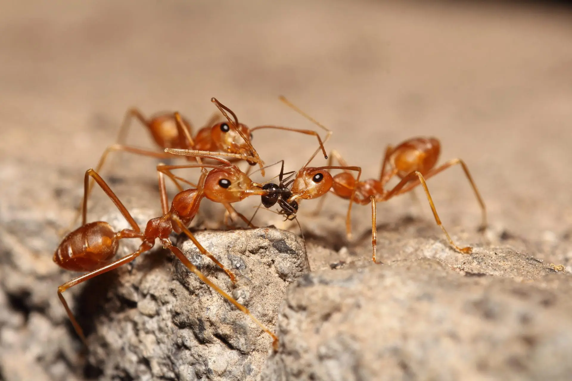 fire ants